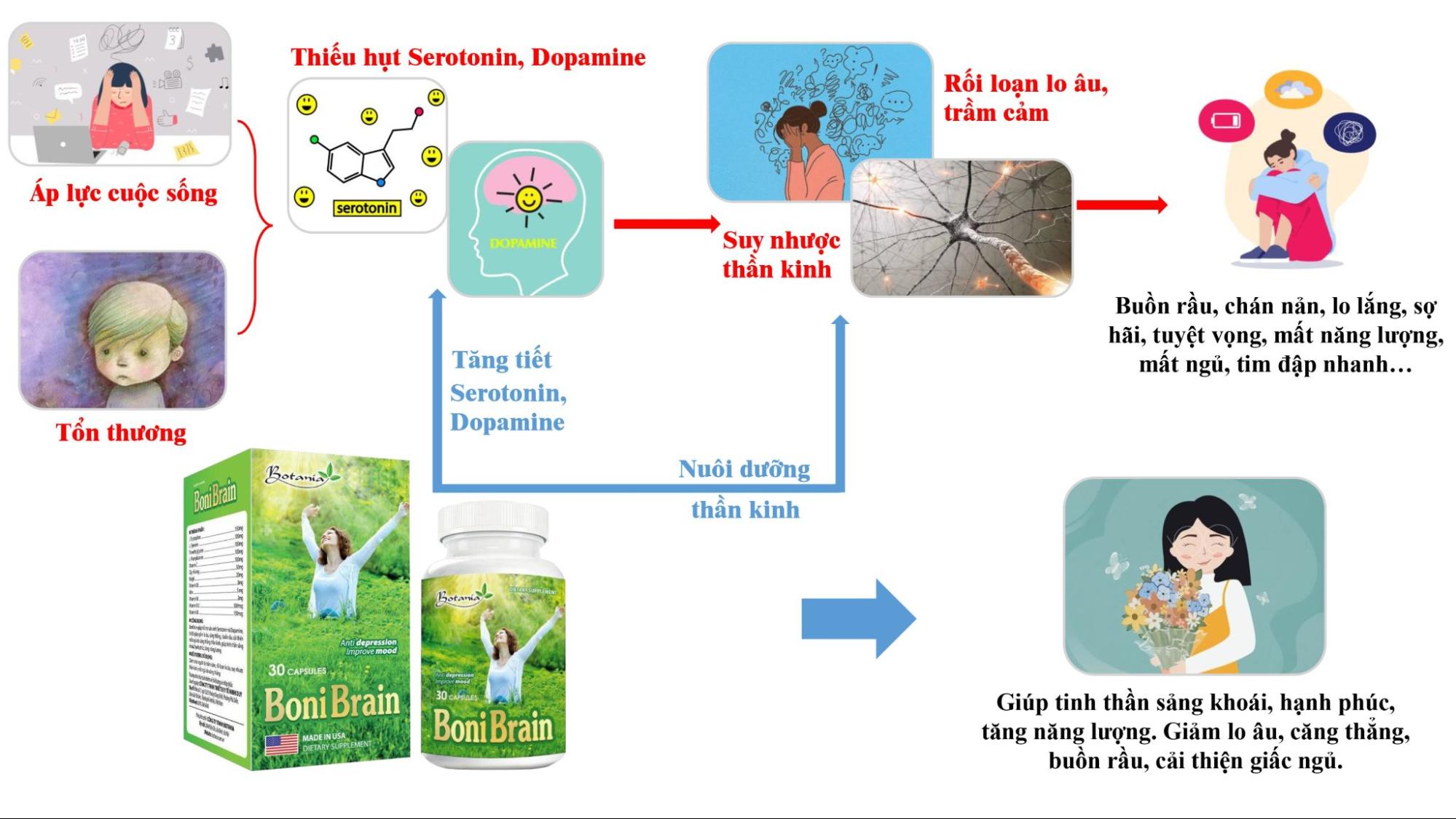 Cơ chế tác dụng của sản phẩm BoniBrain