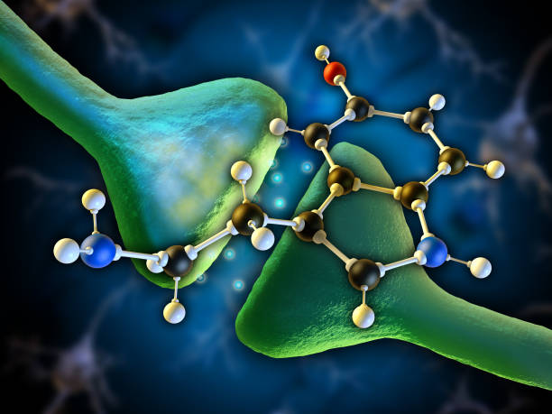 SSRI làm tăng nồng độ serotonin trong não.